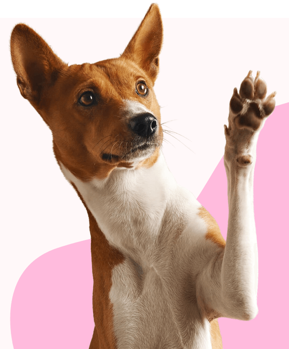 Evcil Dost Bakım Görseli