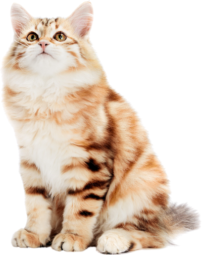 Akhisar Veteriner Kliniği - Kedi Görseli 1