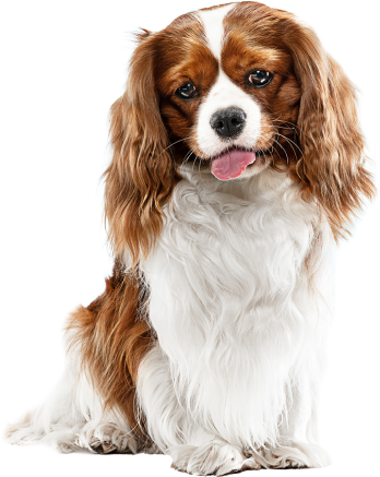 Akhisar Veteriner Kliniği - Kedi Görseli 2