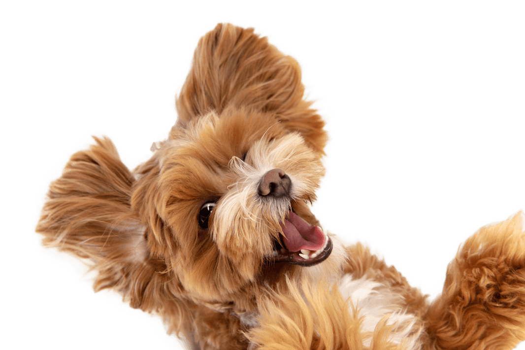 Bize Ulaşın - Akhisar Veteriner Kliniği