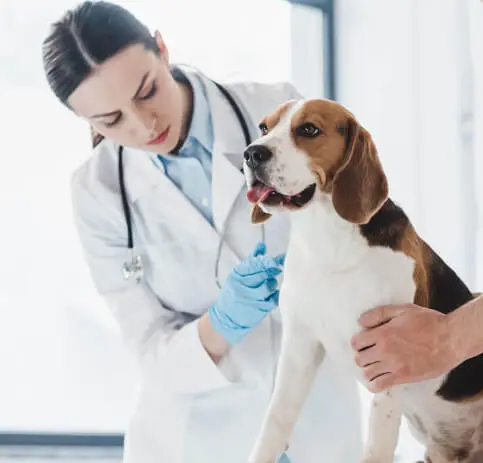 Akhisar Veteriner Kliniği - Veteriner Hekim