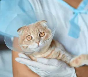 Akhisar Veteriner Kliniği - Kedi