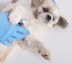 Akhisar Veteriner Kliniği - Köpek