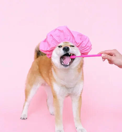 Akhisar Veteriner Kliniği - Pet Kuaför ve Bakım Hizmeti