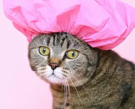 Akhisar Veteriner Kliniği - Kuaför Uygulaması