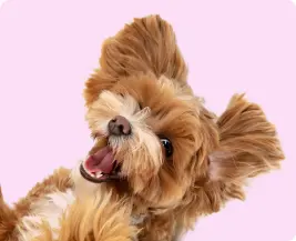 Akhisar Veteriner Kliniği - Tüy Bakımı Görseli